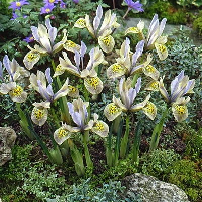 Katharine Hodgkin Specie Iris (Mini Iris) 3 Katharine Hodgkin Specie Iris (Mini Iris)