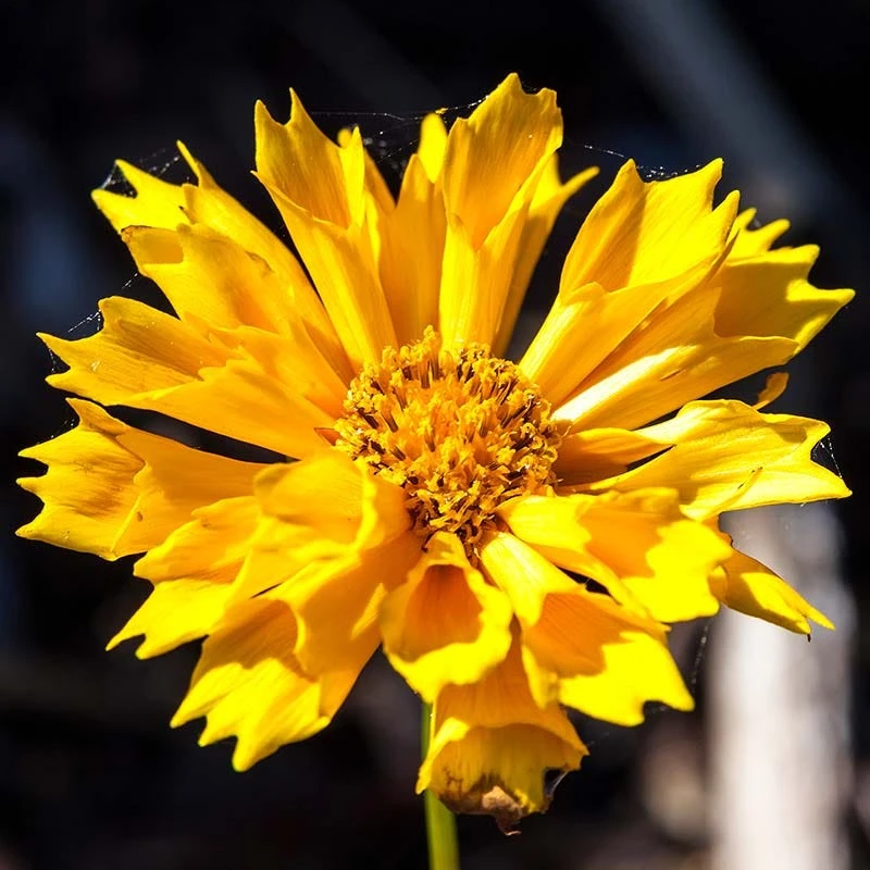 Jethro Tull Coreopsis 3 Jethro Tull Coreopsis