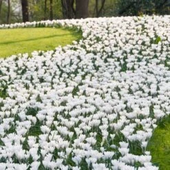 Magic Carpet Bulb Collection 10 Magic Carpet Bulb Collection -High Country Gardens joan of arc dutch crocus sq