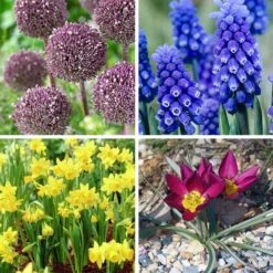 Jumbo Waterwise Garden Bulb Collection -High Country Gardens jumbo waterwise garden bulb coll fy26