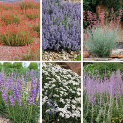 Jumbo Waterwise Extension Collection -High Country Gardens jww extension collage