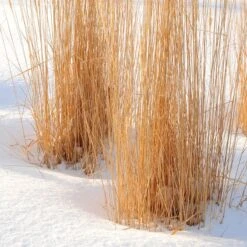 Karl Foerster Feather Reed Grass 10 Karl Foerster Feather Reed Grass -High Country Gardens karl foerster feather reed grass winter