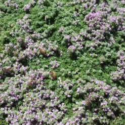 Elfin Creeping Thyme -High Country Gardens karna moore hcg summer 2024 elfin creeping thyme