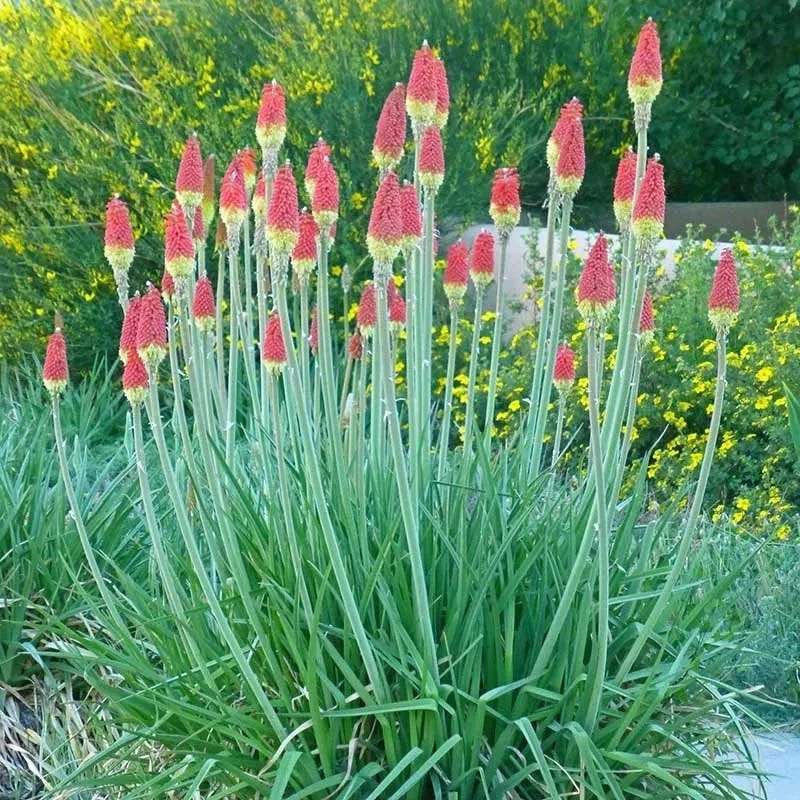 Pfitzer Red Hot Poker Mix 3 Pfitzer Red Hot Poker Mix