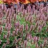 Kudos™ Silver Blue Agastache -High Country Gardens kudos silver blue agastache 1
