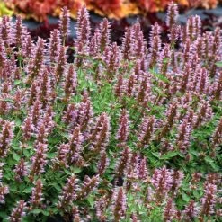 High Country Gardens 29 Kudos™ Silver Blue Agastache