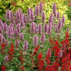 High Country Gardens -High Country Gardens kudos silver blue agastache 2