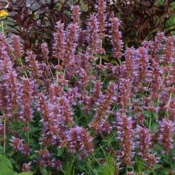 Kudos™ Silver Blue Agastache 8 Kudos™ Silver Blue Agastache -High Country Gardens kudos silver blue agastache 3