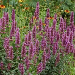 Kudos™ Silver Blue Agastache 9 Kudos™ Silver Blue Agastache -High Country Gardens kudos silver blue agastache hero