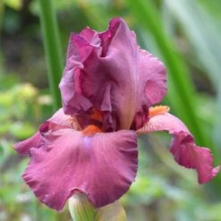 Desert Sky Bearded Iris Collection -High Country Gardens lady friend desert sky coll