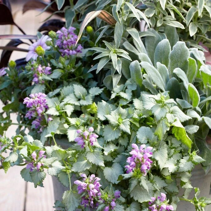 Dry Shade Groundcover Collection 4 Dry Shade Groundcover Collection - Image 2