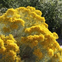 La Plata Silver Leaf Rabbitbrush (Chrysothamnus) -High Country Gardens laplata rabbitbrush 2