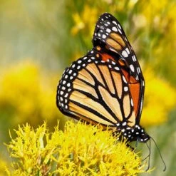 La Plata Silver Leaf Rabbitbrush (Chrysothamnus) -High Country Gardens laplata rabbitbrush monarch