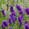 FlowerKisser® After Midnight English Lavender -High Country Gardens lavander angustifolia after midnight 2 cc cropped 2