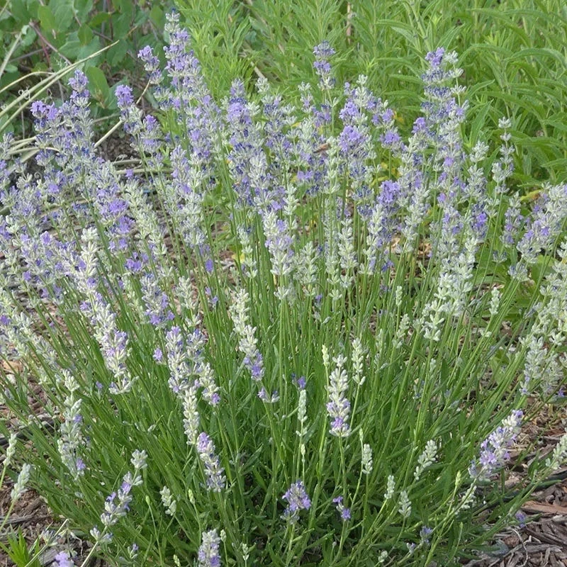 FlowerKisser® Delft Blue & White English Lavender 3 FlowerKisser® Delft Blue & White English Lavender