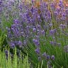 Munstead Violet English Lavender -High Country Gardens lavandula angustifolia munstead violet 1 1
