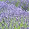 Royal Velvet English Lavender -High Country Gardens lavandula angustifolia royal velvet lavender field flowrs 1 1