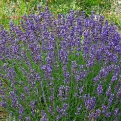 Vera English Lavender -High Country Gardens lavandula angustifolia vera cc 1