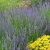 Vera English Lavender -High Country Gardens lavandula angustifolia vera eriogonum umbellatum proliferum cropped cc 1