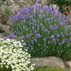 FireSmart Collection - Zone 2 13 FireSmart Collection - Zone 2 -High Country Gardens lavandula angustifolia wee one