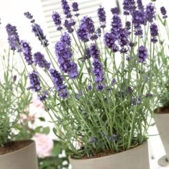 Hidcote Blue English Lavender 7 Hidcote Blue English Lavender -High Country Gardens lavandula hidcote lavender pot 1