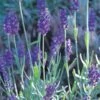 Mitcham Gray English Lavender 2 Mitcham Gray English Lavender -High Country Gardens lavandula mitcham gray 63116 9 2