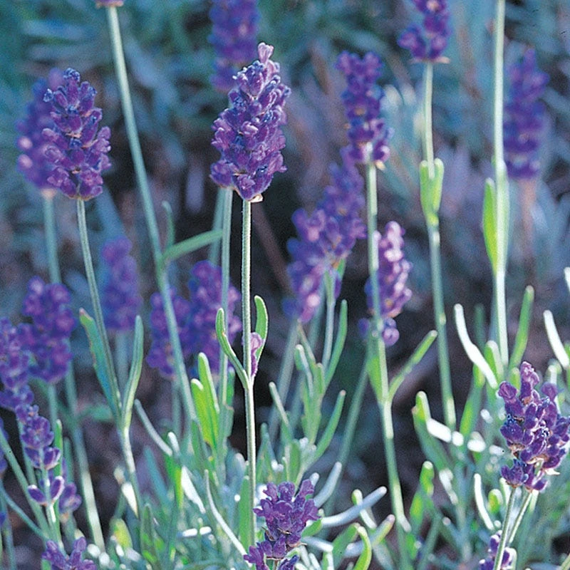 Mitcham Gray English Lavender 3 Mitcham Gray English Lavender