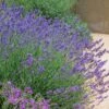 Pastor's Pride English Lavender -High Country Gardens lavandula pastors pride lavender 1 2