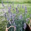 Sensational!™ Lavender -High Country Gardens lavandula sensational lavender