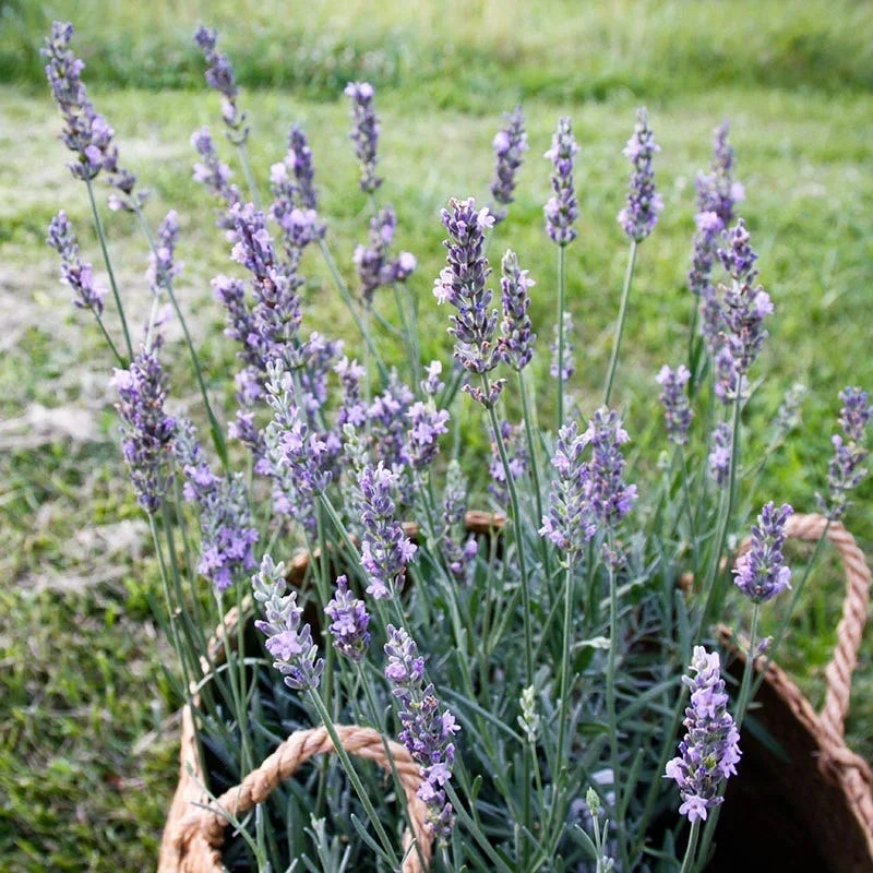 Sensational!™ Lavender 3 Sensational!™ Lavender