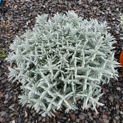 Sensational!™ Lavender 8 Sensational!™ Lavender -High Country Gardens lavandula sensational 1