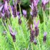Purple Ribbon Spanish Lavender -High Country Gardens lavandula stoechas purple ribbon spanish lavendr