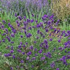 FlowerKisser® After Midnight English Lavender 7 FlowerKisser® After Midnight English Lavender -High Country Gardens lavandula angustifolia after midnight whole plant cropped 1