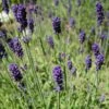 Hidcote Blue English Lavender 1 Hidcote Blue English Lavender -High Country Gardens lavandula angustifolia hidcote blue lavender enlgish blue cropped