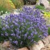 Thumbelina Leigh Dwarf English Lavender -High Country Gardens lavandula angustifolia thumbelina leigh web 1