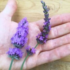 Sensational!™ Lavender 9 Sensational!™ Lavender -High Country Gardens lavender phenomenal flower hand