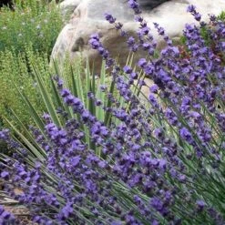 Sharon Roberts English Lavender 15 Sharon Roberts English Lavender -High Country Gardens lavender sharon roberts 1