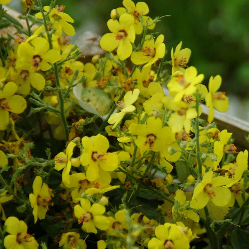 Letitia Flannel Plant (Verbascum) 3 Letitia Flannel Plant (Verbascum)
