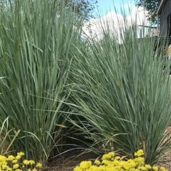 Great Basin Wildrye 10 Great Basin Wildrye -High Country Gardens leymus cinereus wwg 1
