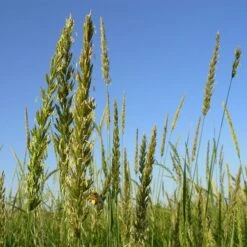 Great Basin Wildrye 11 Great Basin Wildrye -High Country Gardens leymus cinereus wwg 2
