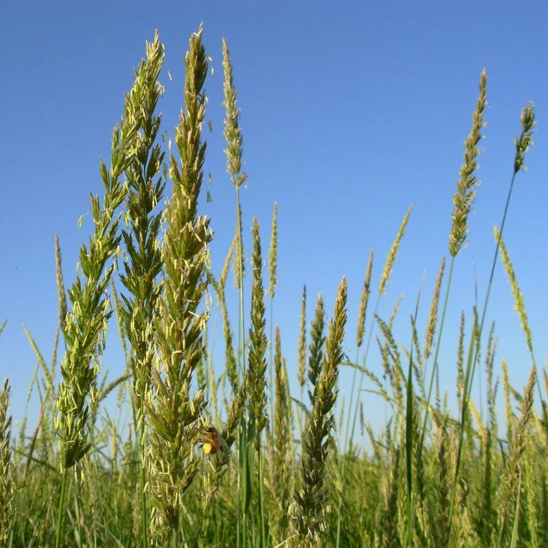 Great Basin Wildrye 6 Great Basin Wildrye - Image 4