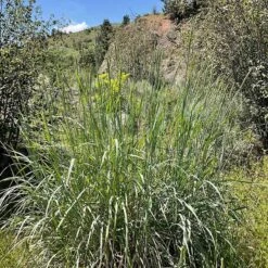 Great Basin Wildrye 12 Great Basin Wildrye -High Country Gardens leymus cinereus wwg 3