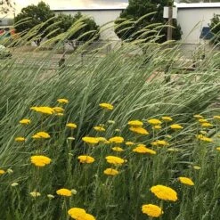 Great Basin Wildrye 13 Great Basin Wildrye -High Country Gardens leymus cinereus wwg 4