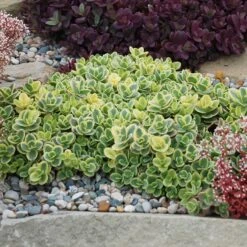 SunSparkler® Sedum Collection -High Country Gardens lime twister sq