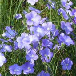 Spanish Blue Flax (Linum) 8 Spanish Blue Flax (Linum) -High Country Gardens linum narbonense spanish blue flax 1 cropped