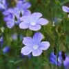 Spanish Blue Flax (Linum) 2 Spanish Blue Flax (Linum) -High Country Gardens linum narbonense spanish blue flax 2 cropped
