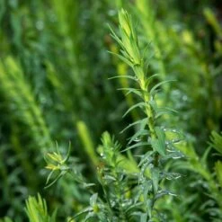 Spanish Blue Flax (Linum) 7 Spanish Blue Flax (Linum) -High Country Gardens linum narbonense spanish blue flax foliage cropped