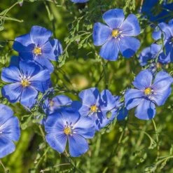 Appar Blue Flax (Linum) 8 Appar Blue Flax (Linum) -High Country Gardens linum perenne appar