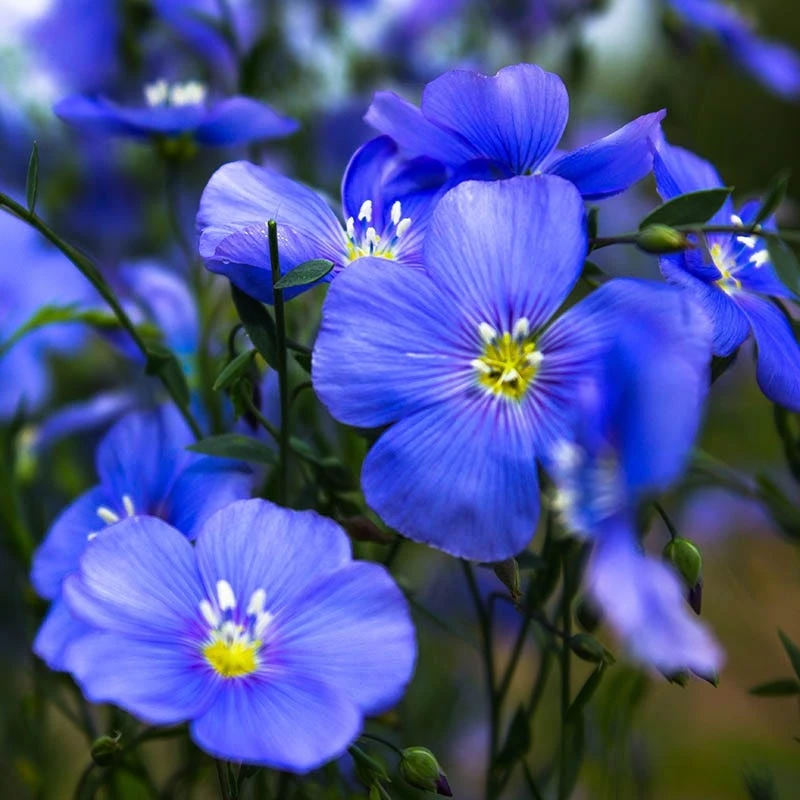 Appar Blue Flax (Linum) 3 Appar Blue Flax (Linum)