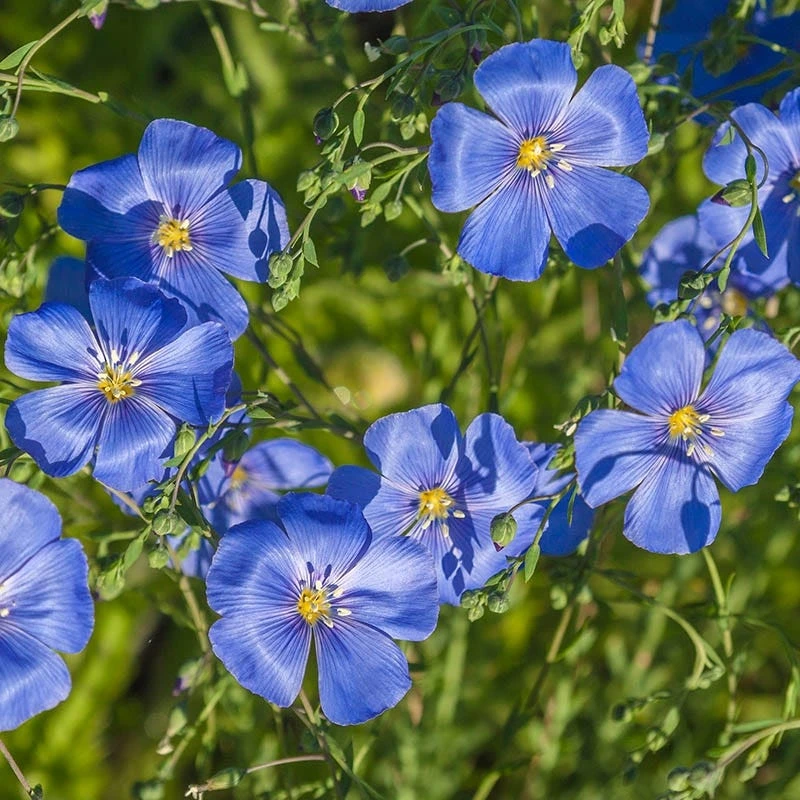 Appar Blue Flax (Linum) 4 Appar Blue Flax (Linum) - Image 2
